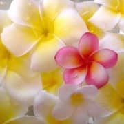 熟れた果実-熟女スパ｜立川ルーム 