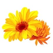 Marigold～マリーゴールド