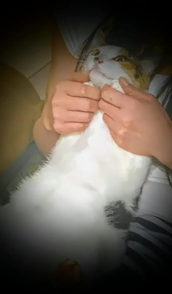 叶