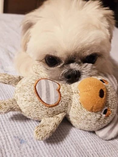 画像4：店長｜スウィーティー｜熊本県 熊本・宇土