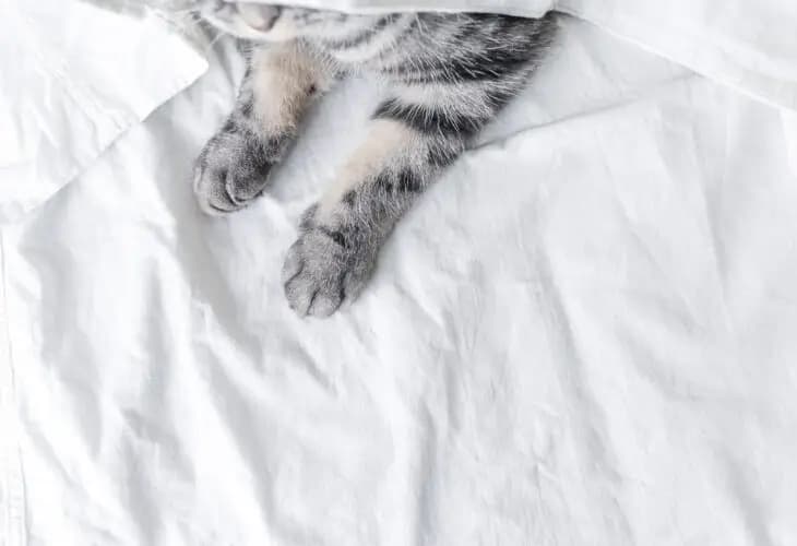 KAYO | 白ねこエステ